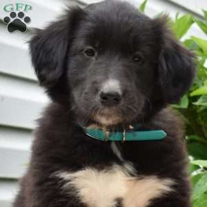 Poppy, Golden Retriever Mix Puppy