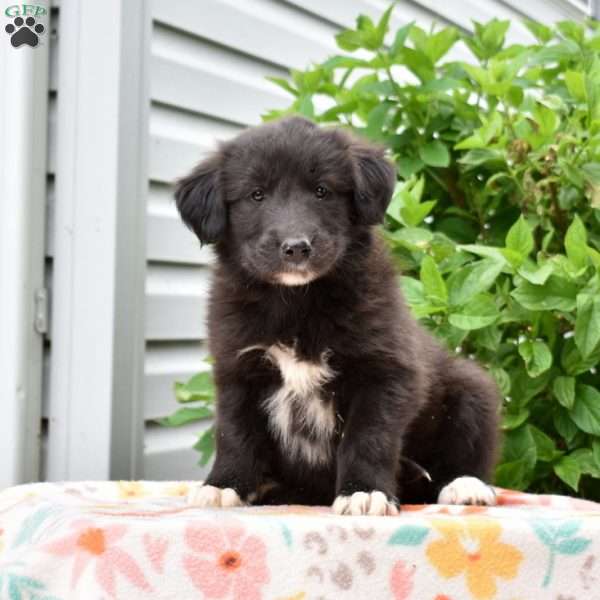 Porter, Golden Retriever Mix Puppy