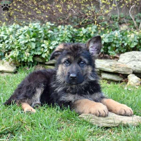 Porter, German Shepherd Puppy
