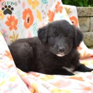 Porter, Golden Retriever Mix Puppy