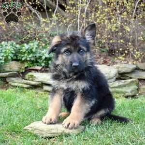 Porter, German Shepherd Puppy