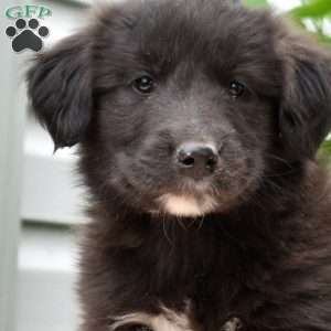 Porter, Golden Retriever Mix Puppy