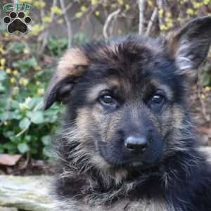 Porter, German Shepherd Puppy