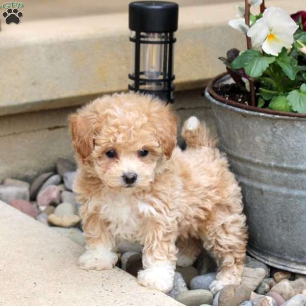 Portia, Bich-Poo Puppy