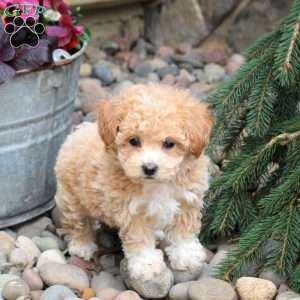 Portia, Bich-Poo Puppy