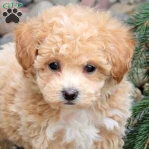 Portia, Bich-Poo Puppy