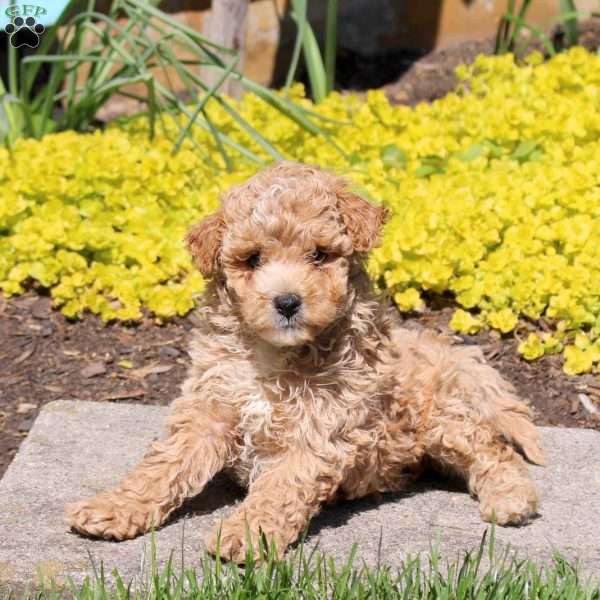 Precious, Bich-Poo Puppy