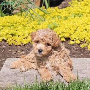 Precious, Bich-Poo Puppy
