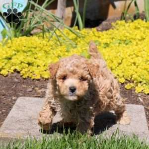 Precious, Bich-Poo Puppy
