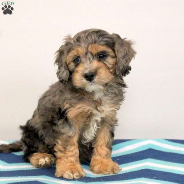 Preston, Cockapoo Puppy