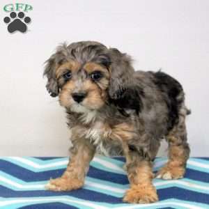 Preston, Cockapoo Puppy