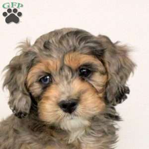 Preston, Cockapoo Puppy