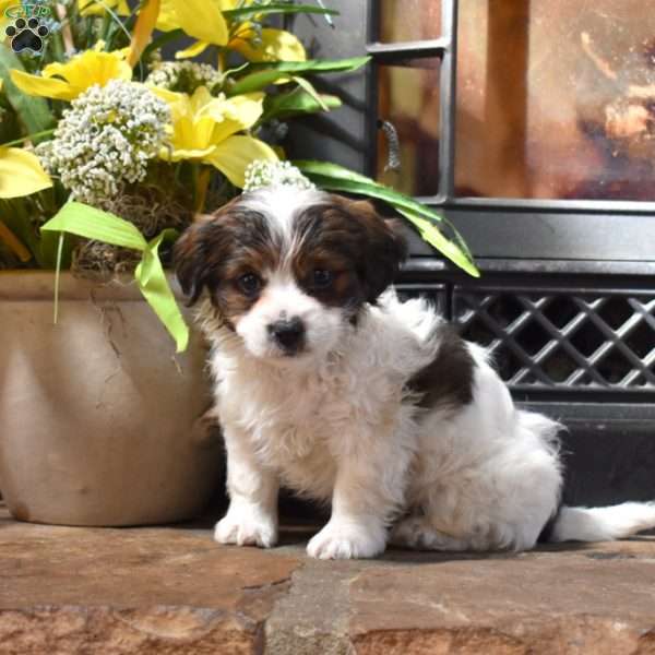 Pretzel, Shih Tzu Mix Puppy