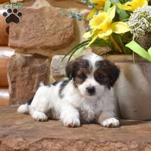 Pretzel, Shih Tzu Mix Puppy