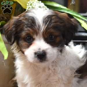 Pretzel, Shih Tzu Mix Puppy