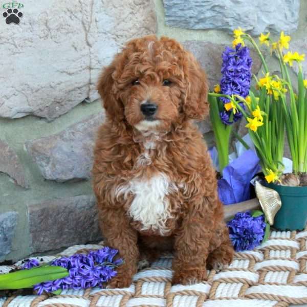 Prince, Mini Goldendoodle Puppy