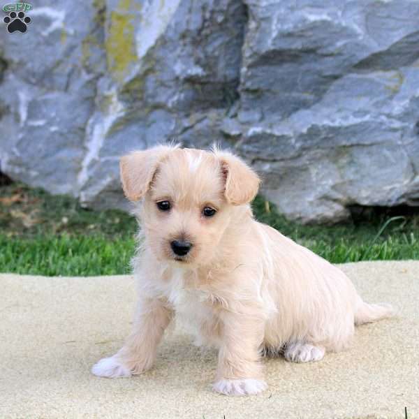 Prince, Westiepoo Puppy