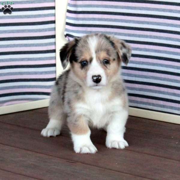 Prince, Welsh Corgi Mix Puppy