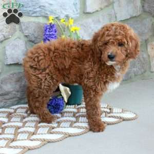 Prince, Mini Goldendoodle Puppy