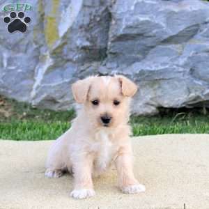 Prince, Westiepoo Puppy
