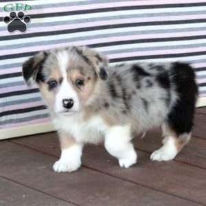 Prince, Welsh Corgi Mix Puppy