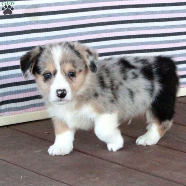 Prince, Welsh Corgi Mix Puppy