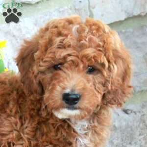 Prince, Mini Goldendoodle Puppy