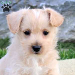 Prince, Westiepoo Puppy