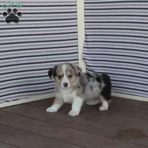Prince, Welsh Corgi Mix Puppy