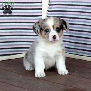 Princess, Welsh Corgi Mix Puppy