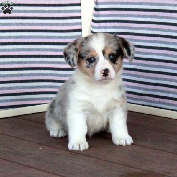 Princess, Welsh Corgi Mix Puppy