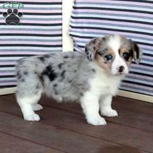Princess, Welsh Corgi Mix Puppy