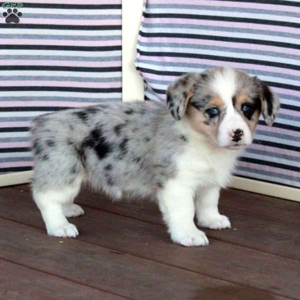 Princess, Welsh Corgi Mix Puppy