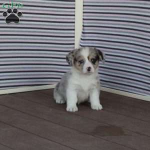 Princess, Welsh Corgi Mix Puppy