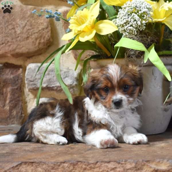 Pringles, Shih Tzu Mix Puppy