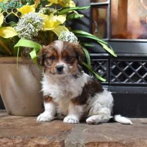 Pringles, Shih Tzu Mix Puppy