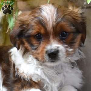 Pringles, Shih Tzu Mix Puppy
