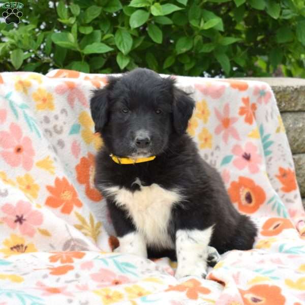 Puma, Golden Retriever Mix Puppy