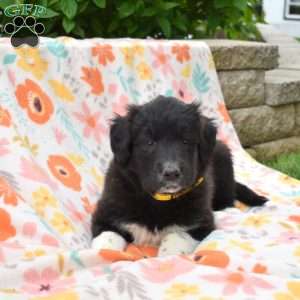 Puma, Golden Retriever Mix Puppy
