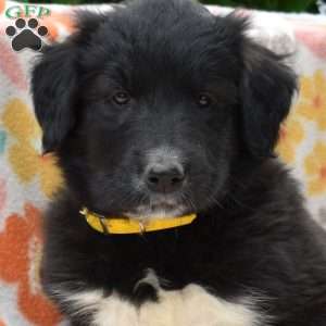 Puma, Golden Retriever Mix Puppy