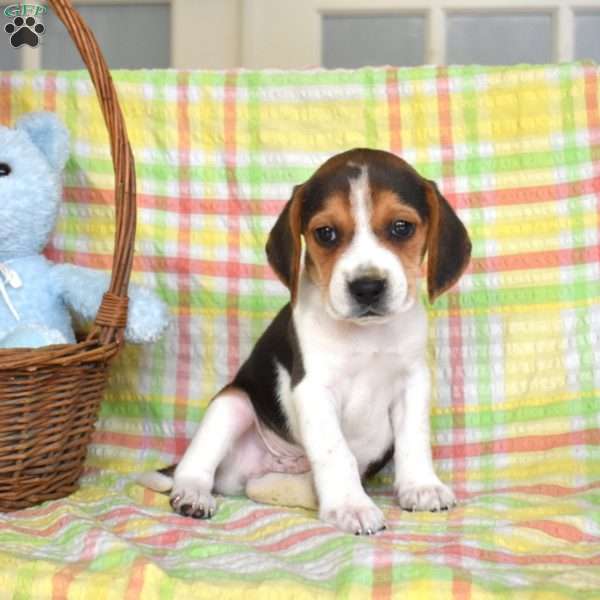 Putter, Beagle Puppy