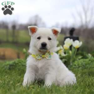 Quinn, German Shepherd Puppy