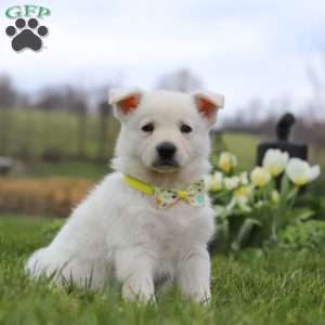 Quinn, German Shepherd Puppy