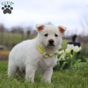 Quinn, German Shepherd Puppy