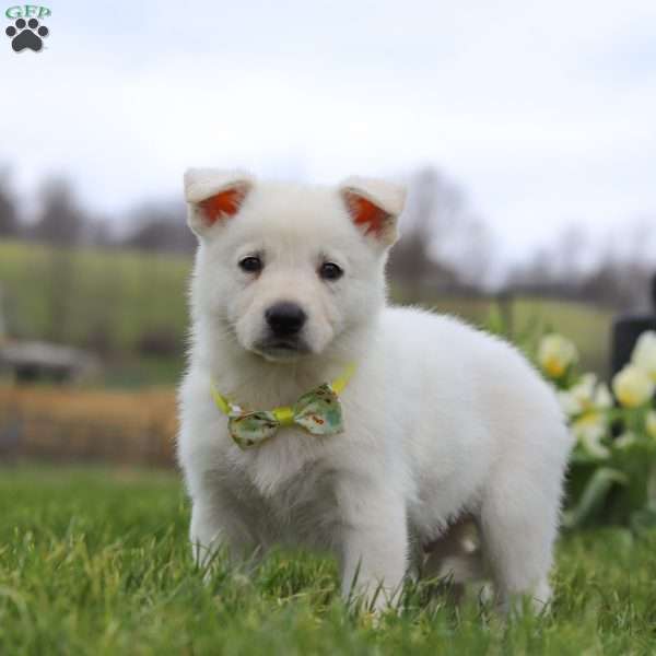 Quinn, German Shepherd Puppy