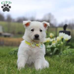 Quinn, German Shepherd Puppy