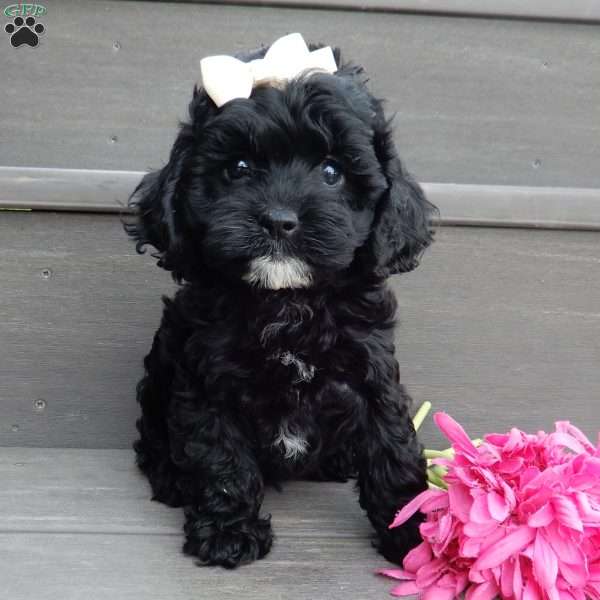 Millie, Cockapoo Puppy