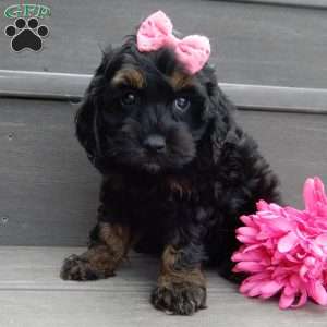 Winnie, Cockapoo Puppy