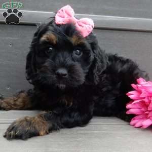 Winnie, Cockapoo Puppy