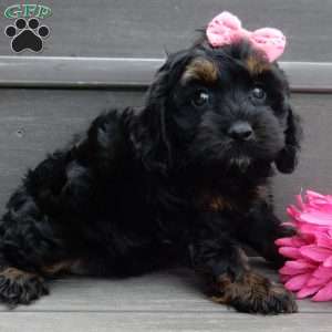 Winnie, Cockapoo Puppy